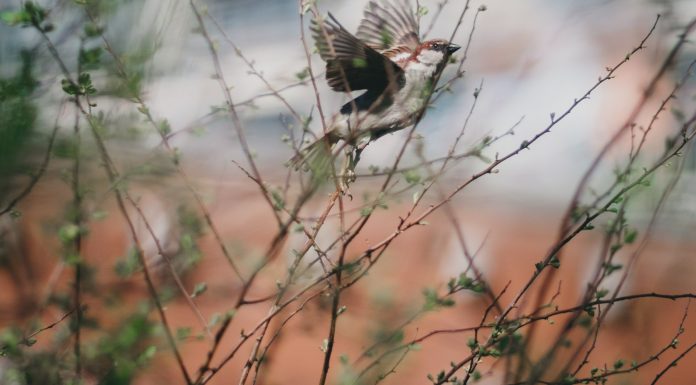 OinternetSitesininBirAdiVar